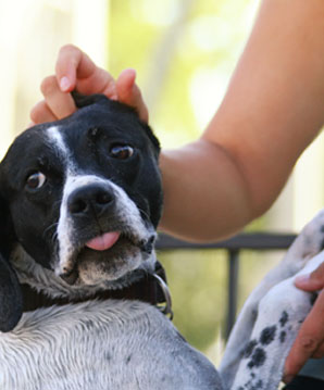 canine-massage-for-anxious-behaviour