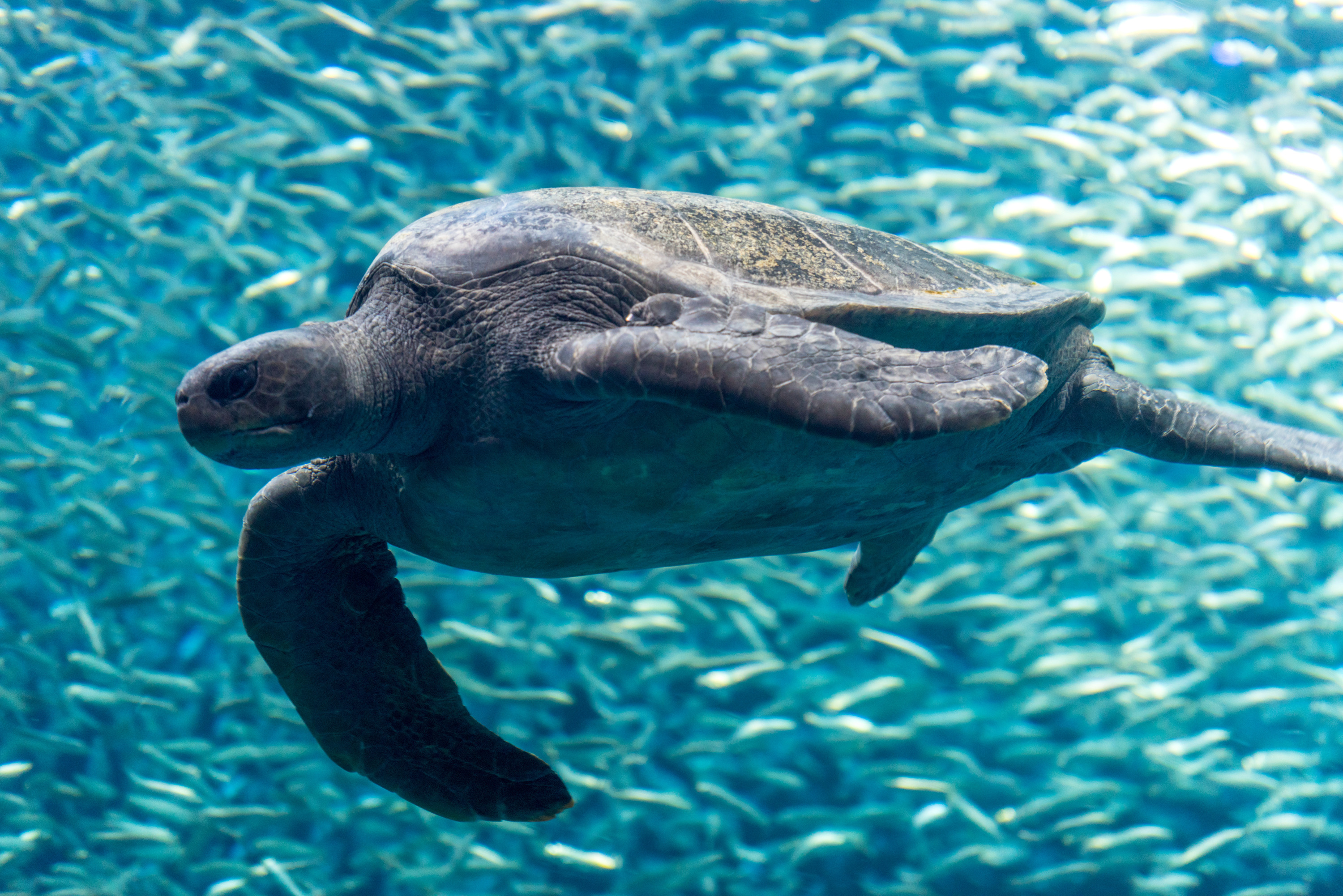 a photo of a turtle with sardines in the background